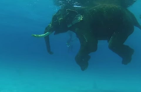 Rajan' The Swimming Elephant' (Photo: Screen grab from Youtube video)
