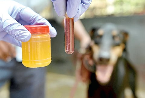 Now, get blood tests done for animals at K K Nagar private lab