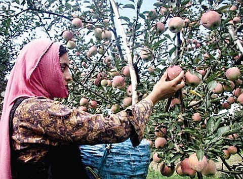 Delhi traders battle Kashmir unrest with apple of their eye