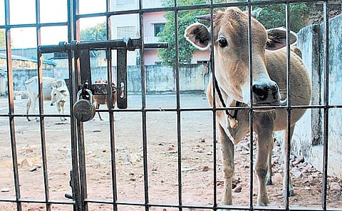 Country roads to take 52 lakh stray cattle home