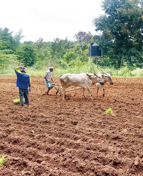I tried farming and now appreciate fresh food better