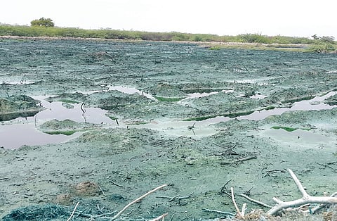 Dyeing units killing water channels for over a decade in Madurai