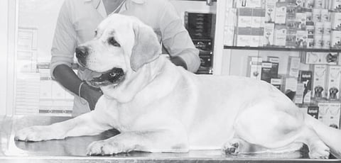 City breeder claims to have largest labrador in the world