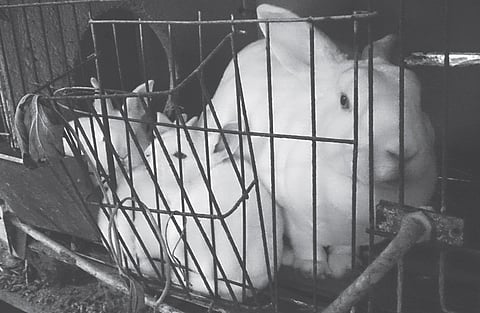 'Rabbit testing' for drugs to be phased out