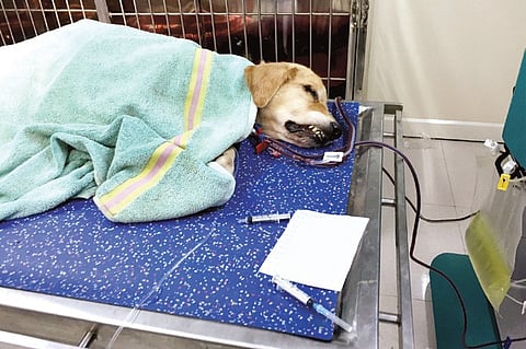 Give your dog an 'artificial kidney' for a night