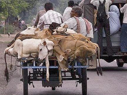 Centre wages war on cow smuggling, ropes in nine states