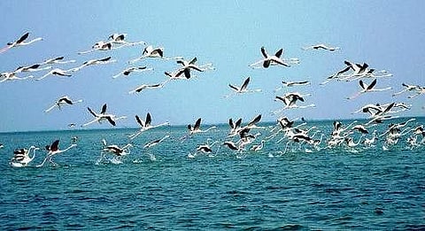 Metal threat heavy in Chilika Lake