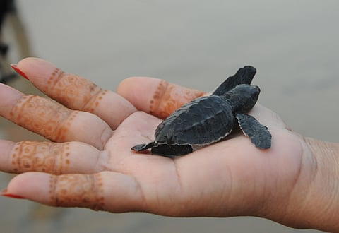 (File Photo for representation) A citizen holding a Olive Ridley turtle found near the blue waters of Bay of Bengal in Visakhapatanm. (R V K Rao | EPS)