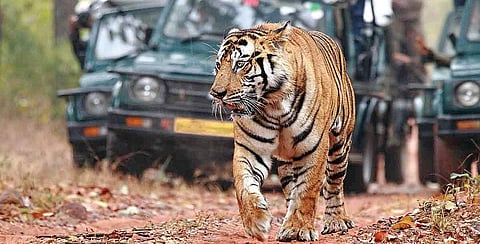 A tiger takes a stroll in Ranthambore National Park as tourists look on