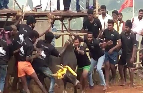 Defying SC ban, Jallikattu held secretly near Cuddalore by Naam Tamizhar cadres; 28 arrested, 4 bulls seized