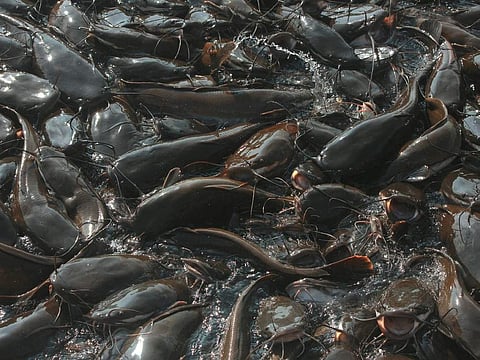 Clay, clicks and colours