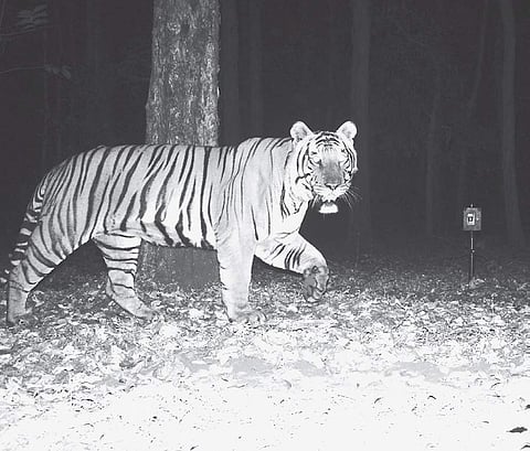 School boy signs up to track tigers