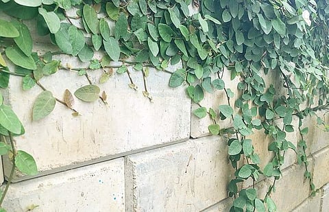 It may be economical but not eco-friendly