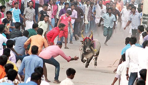 Jallikattu in Tamil Nadu. (File Photo)