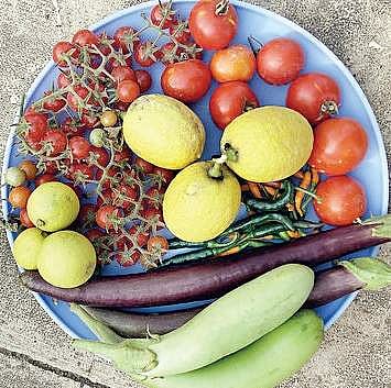 ‘Sour curd is the strongest organic spray’