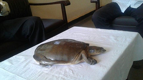 The accused demanded Rs 15 lakh for a specific species of turtle called `Leathery' which have 12 nails. | Express Photo Service
