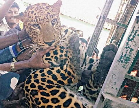 Were darting rules flouted to capture tigress?
