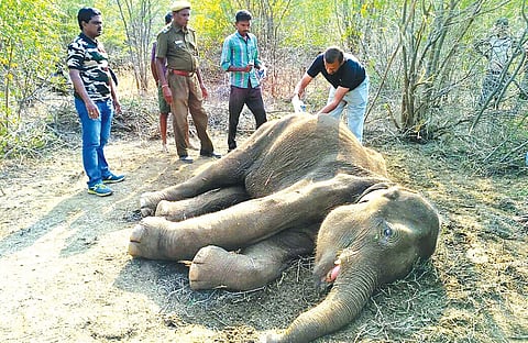 Sujay being treated by two veterinary doctors at Dasampalayam near Mettupalaym on Wednesday | Express