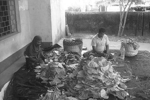 Betel leaf growers in the red