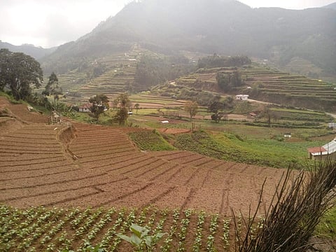 A view of the winter vegetable farming at Koviloor in Idukki district of Kerala | A Sam Paul