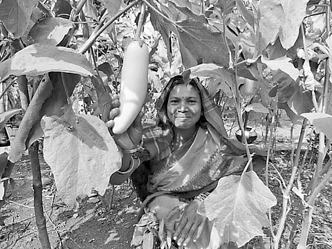 Organic farming gains ground in Sundargarh