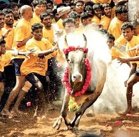 Protect our animals & save our culture