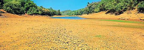 In Pantha near the Neyyar dam, the drought has already begun flexing its muscles. (Photo | EPS)