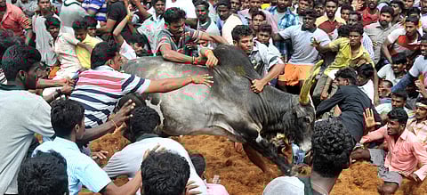 Locals participate in Jallikkattu at Rapoosal in Pudukottai district on Sunday. (EPS | M Muthu Kannan)