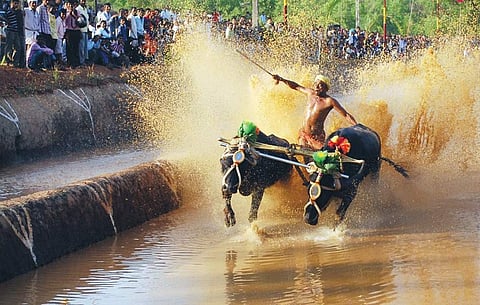 Demand for lifting ban on Kambala grows louder