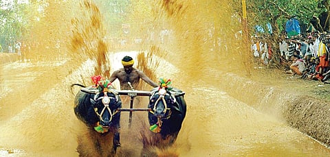 Previously, despite a petition for a ban on the event by People for Ethical Treatment of Animals (PeTA), the races were held. | Express Photo Service