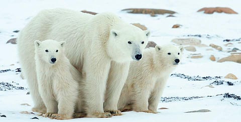 Sea ice, polar bears & action!