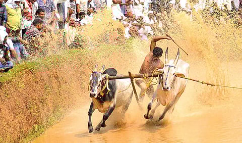 The kaalapoottu at Pullaloor | ( File Pic) T P Sooraj