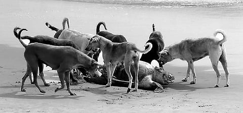 Dogs feast on the carcass of a turtle on Jatadhari shore | Express