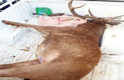 The 12-member group had killed two Sambar deer