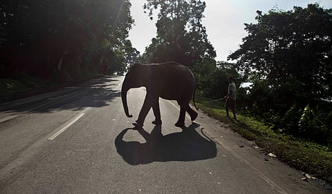 File photo of an Indian elephant | AP