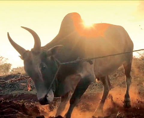 Jallikattu: Tamil Nadu government urges Centre to promulgate ordinance