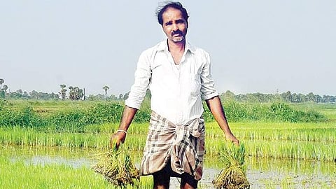 A farmer with bundles of ruined paddy saplings