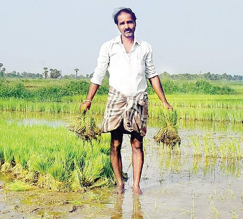 Arul, a farmer, with bundles of ruined paddy saplings | MARTIN LOUIS
