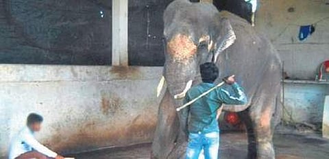 Wildlife adventures are putting animal welfare at stake