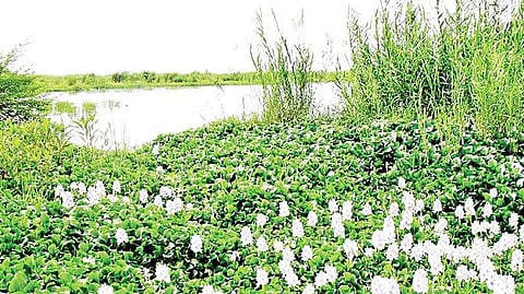 Image of invasive alien species used for representational purpose only.