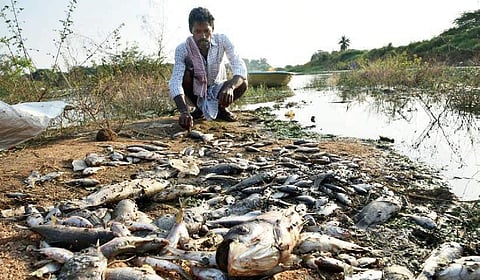 Dead fish lying on the shore of Potharaju Kunta lake