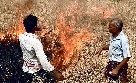 Farmers setting their paddy crop on fire in Bargarh district I Express