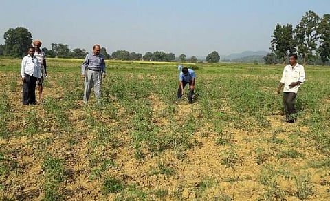 Agriculture officials inspecting the damaged crops in Nuagaon block