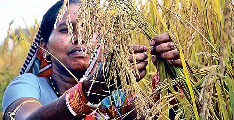 A woman farmer checking paddy stalks on a farm in Bhubaneswar on Thursday | Express