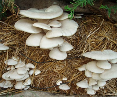 The search into livelihood strategies for the surrendered maoists eventually led to create a sort of an agro-based cottage industry through mushroom cultivation.