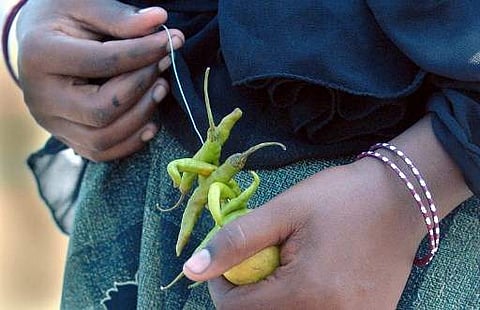 It is a superstitious believe that hanging this talisman of 'lemon and chilli' on the doorposts or vehicles would ward off evil spirits. (File |AFP)