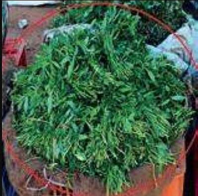 Think twice before you eat Ponnaganti kura