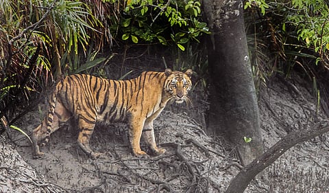 Tiger.