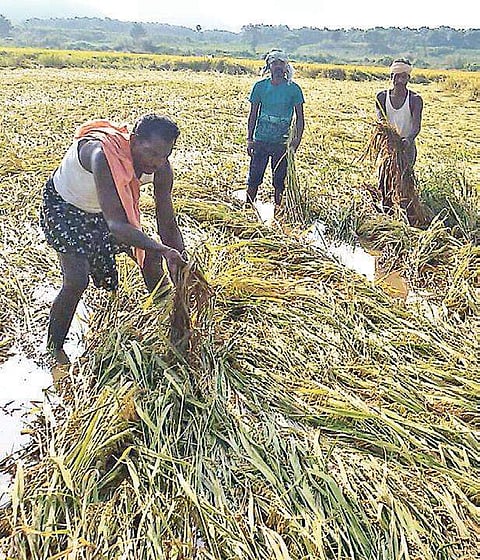 File photo of a paddy field damaged by unseasonal rain in Rayagada