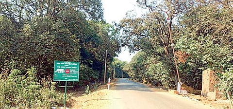 A road through the Bhimgad Wildlife Sanctuary | express
